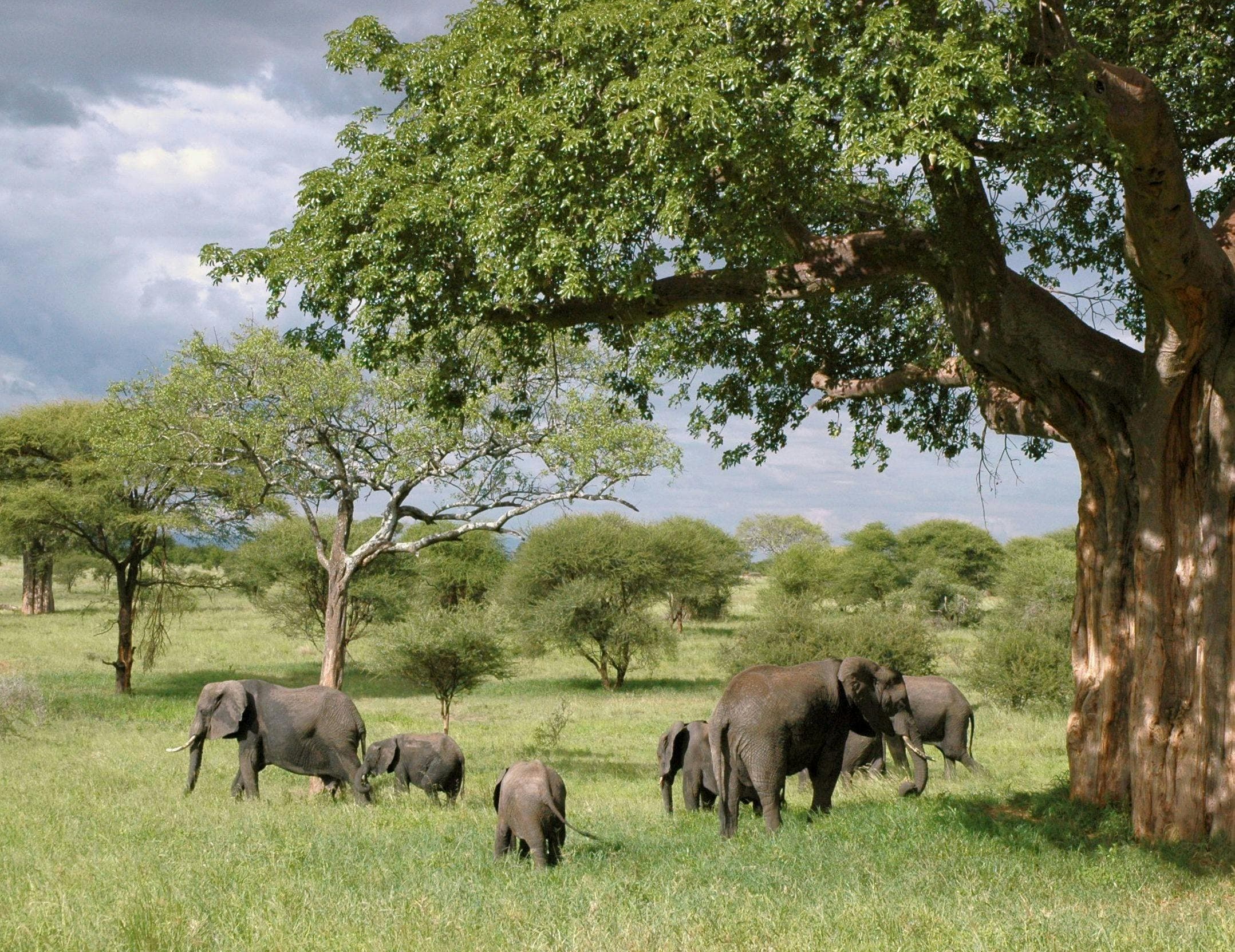 9 Days Trip: Tanzania safari round trip