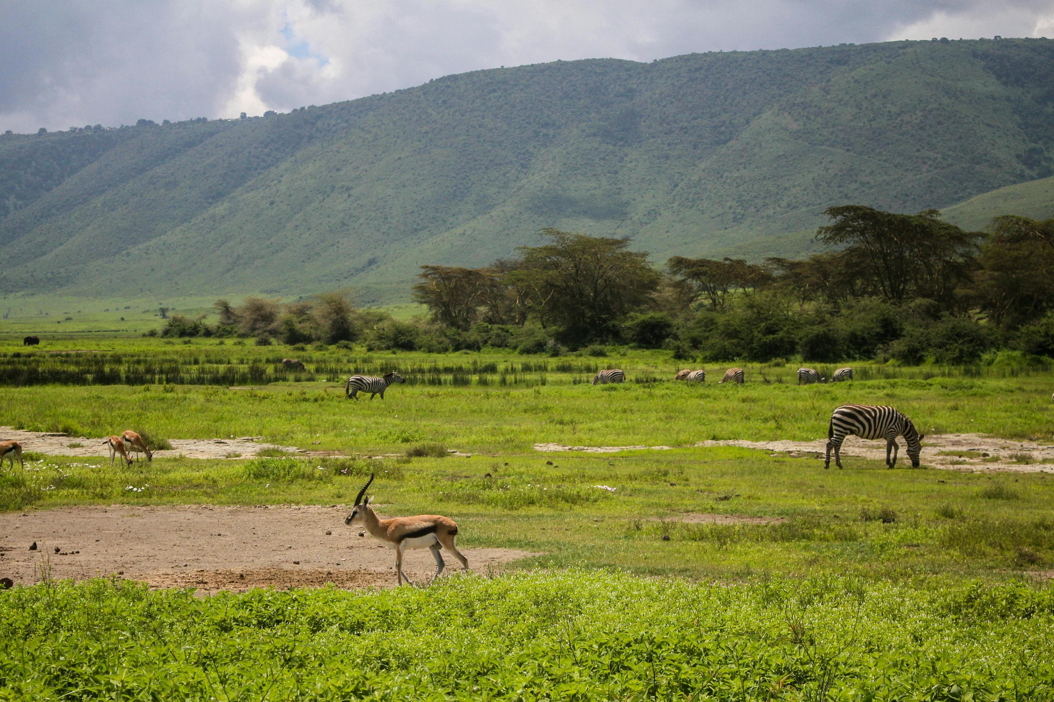 Ngorongoro Crater