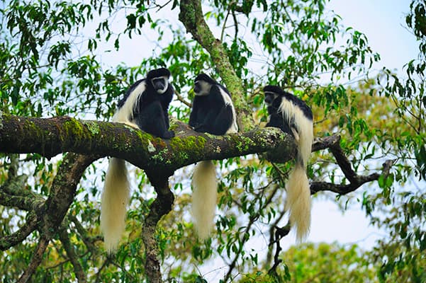 Tour Tanzania & Zanzibar